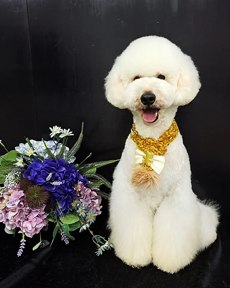 Caniche mediano blanco, corte estilo asiático