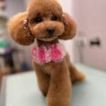 Caniche toy apricot asian style