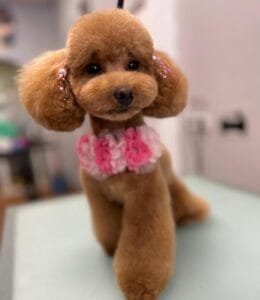 Caniche toy apricot asian style