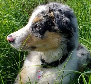 Border Collie bule mercle tricolor. Cachorro. Raza de perros