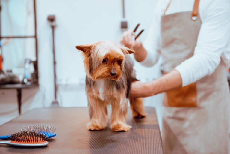 Yorkshire terrier en la peluquería canina