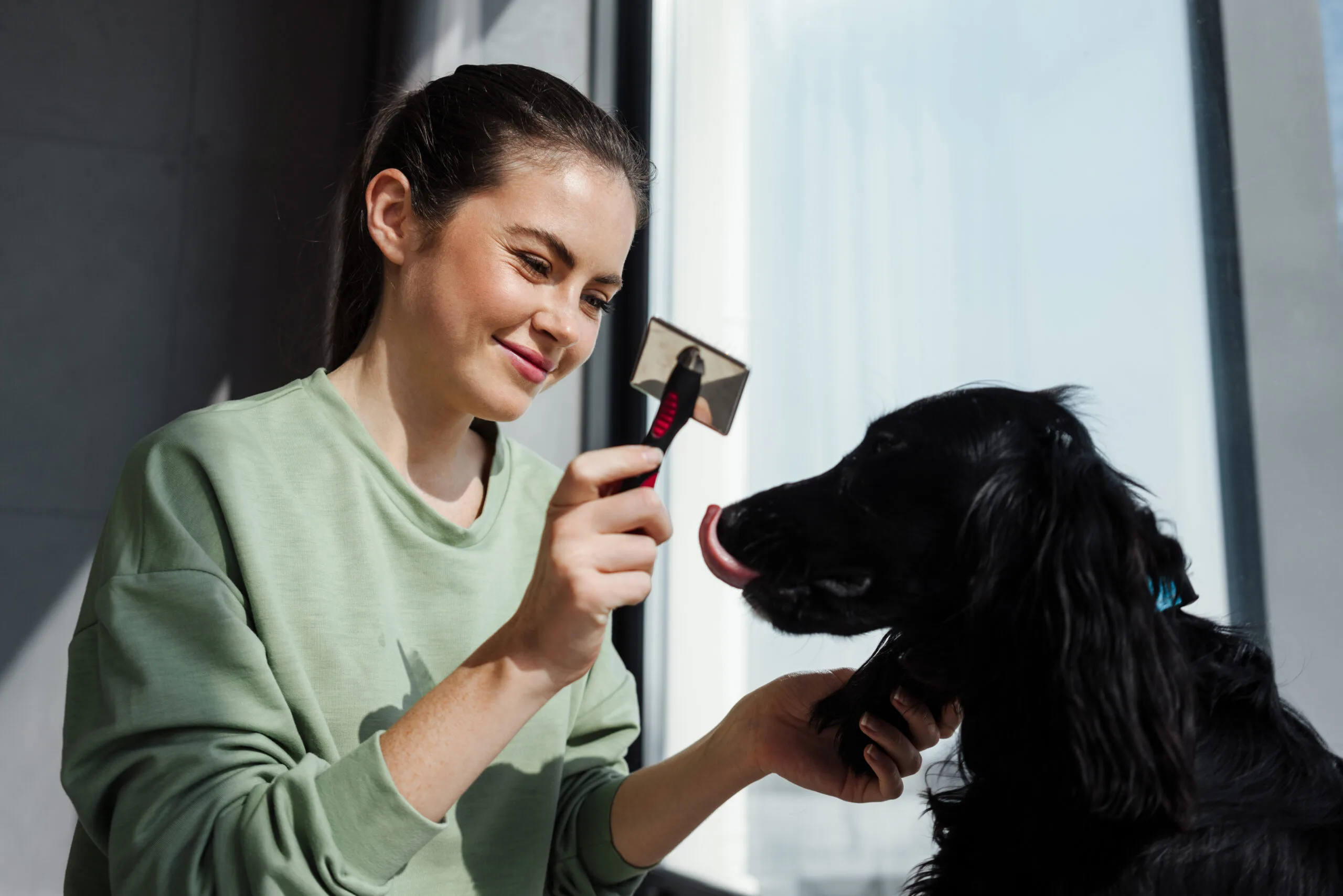 como cepillar a mi perro en casa