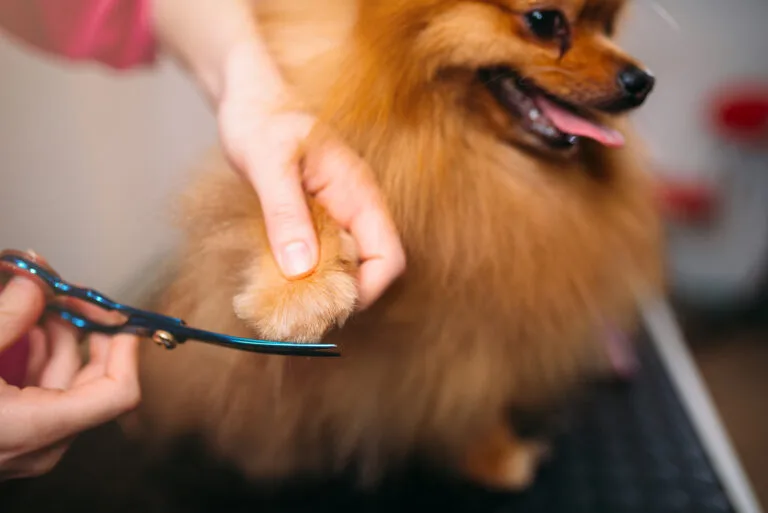 Peluquería canina del Pomerania, corte patitas