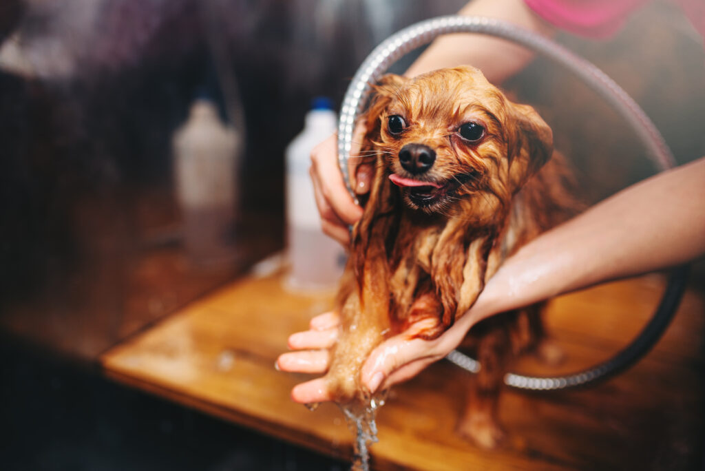 Yokshire terrier en el baño