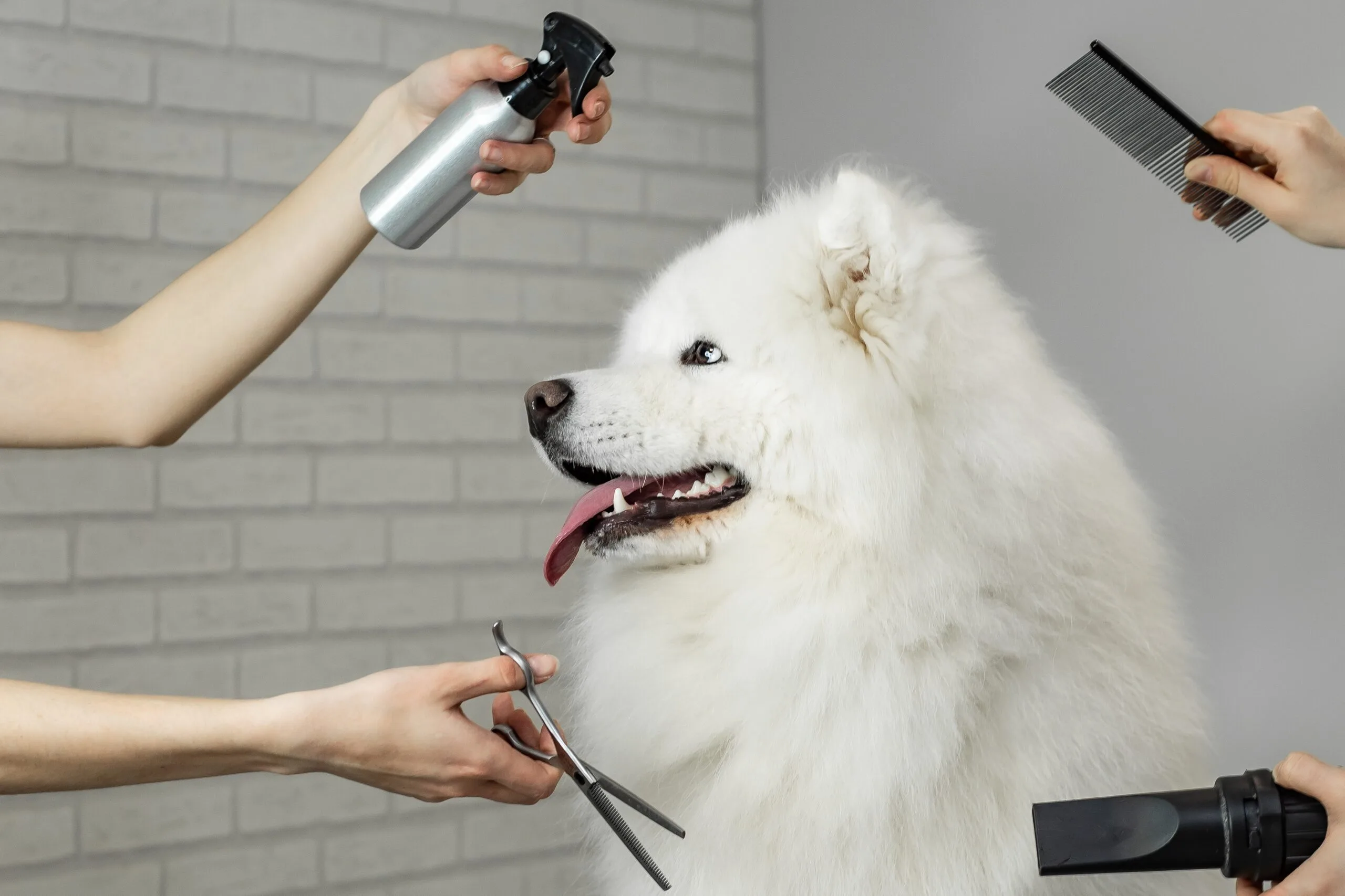 portrait of a samoyed dog on grooming 2022 11 16 19 46 35 utc scaled jpg Todo lo que debes saber de Tijeras para la peluquería canina