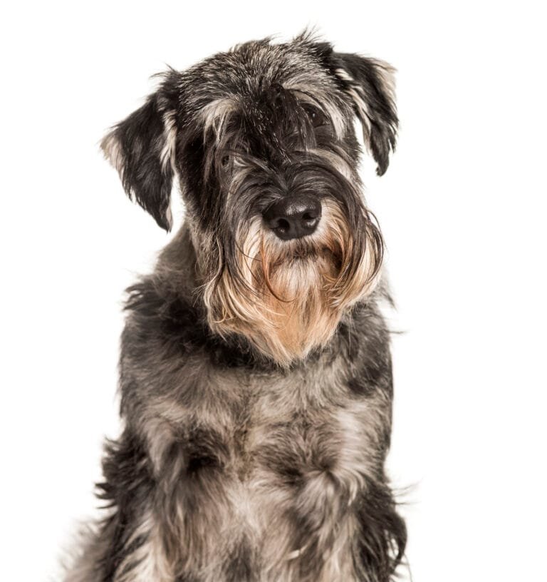 Raza de perro Schnauzer.