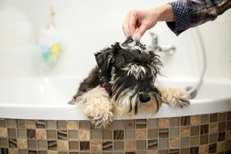 bañar a mi perro, raza de perro Schnauzer