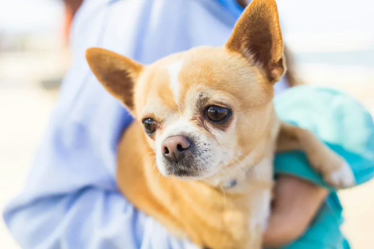 Chihuahua en brazos