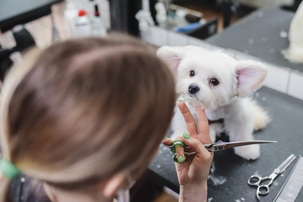 Peluquera canina cortando la cara de un perro pequeño blanco. Bichon maltés