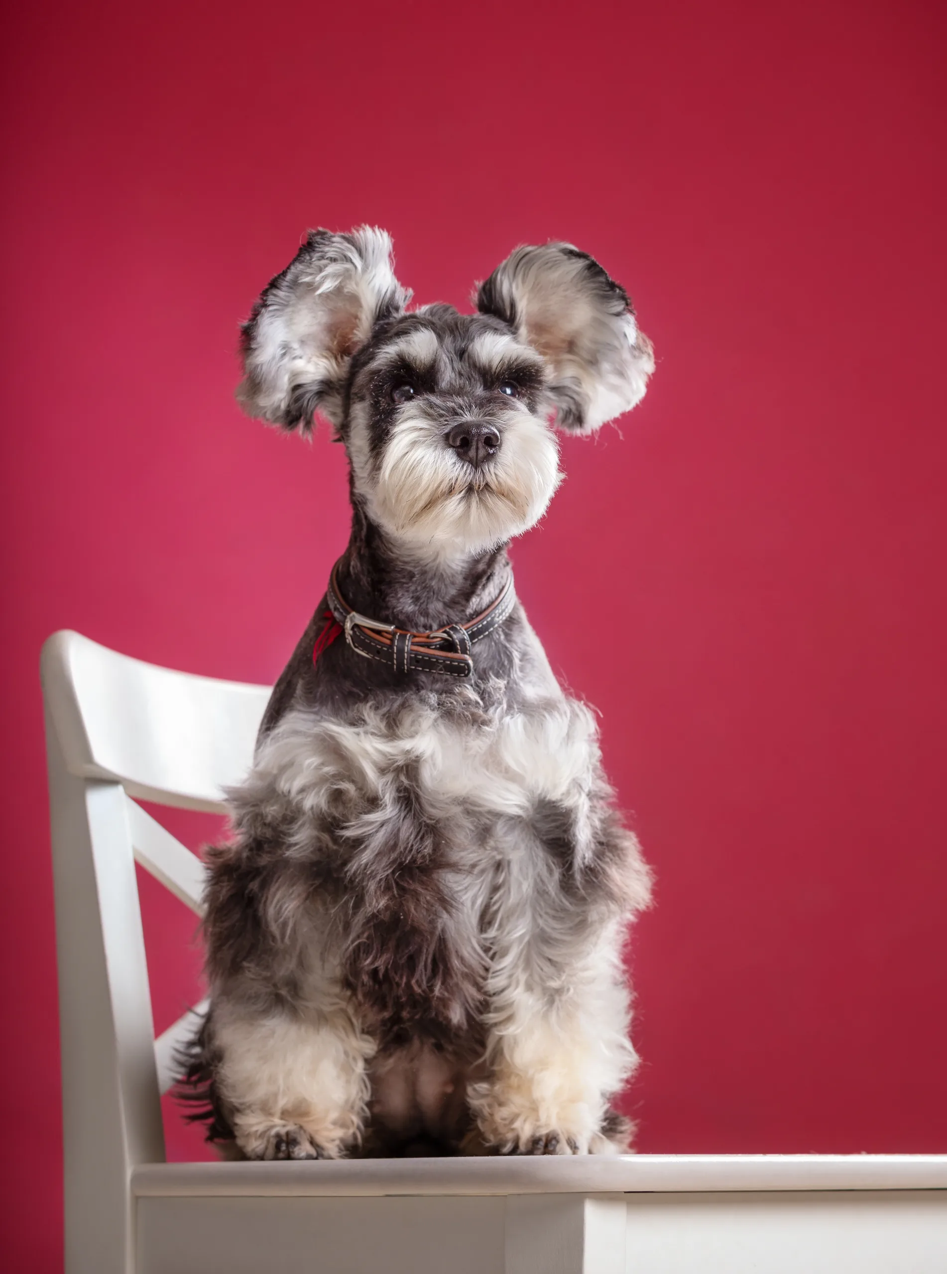 schnauzer en estilo asiatico