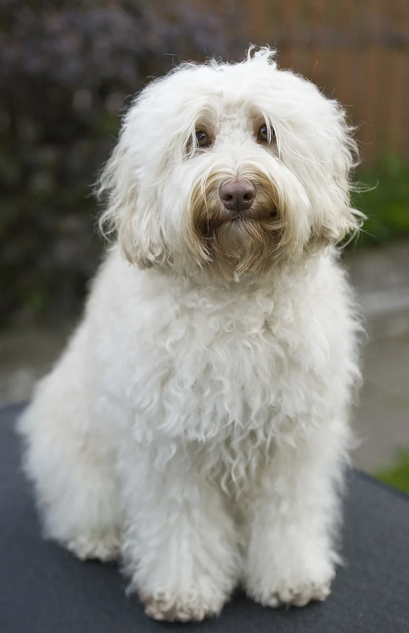 Australian cobberdog, cobberdog, peluquería canina del Cobberdog