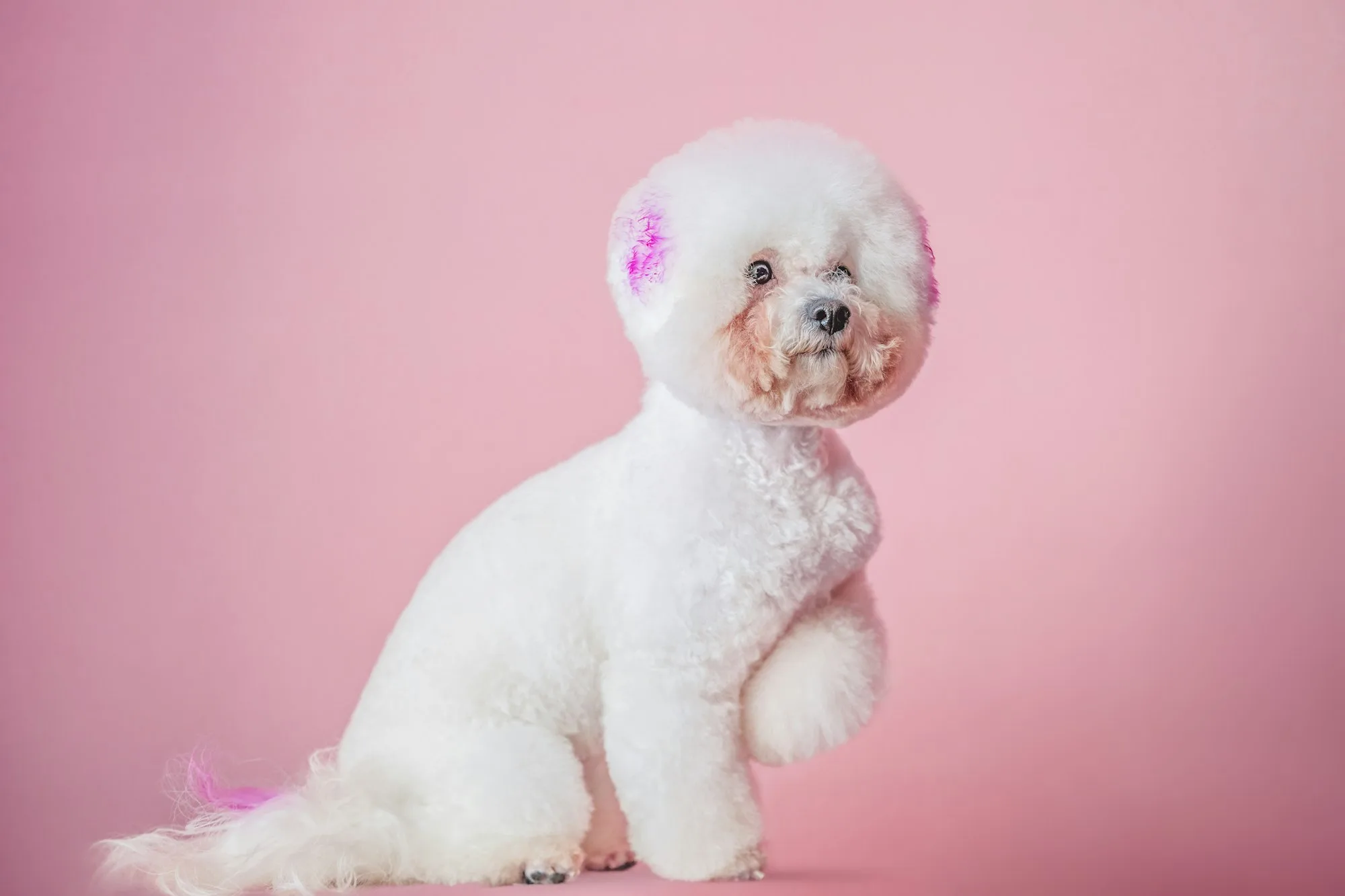 Bichon Frise dog on pink background.