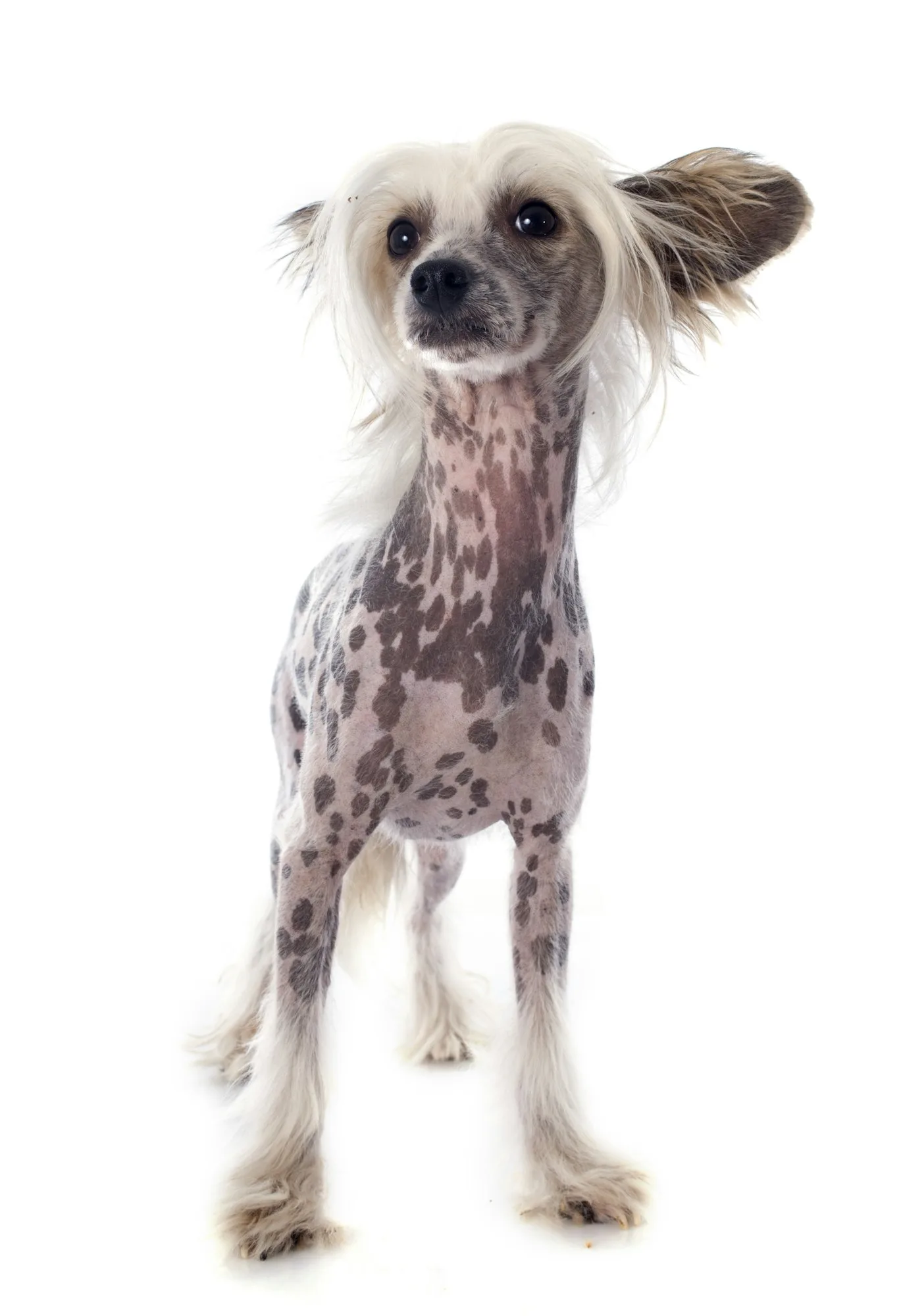 Chinese Crested Dog