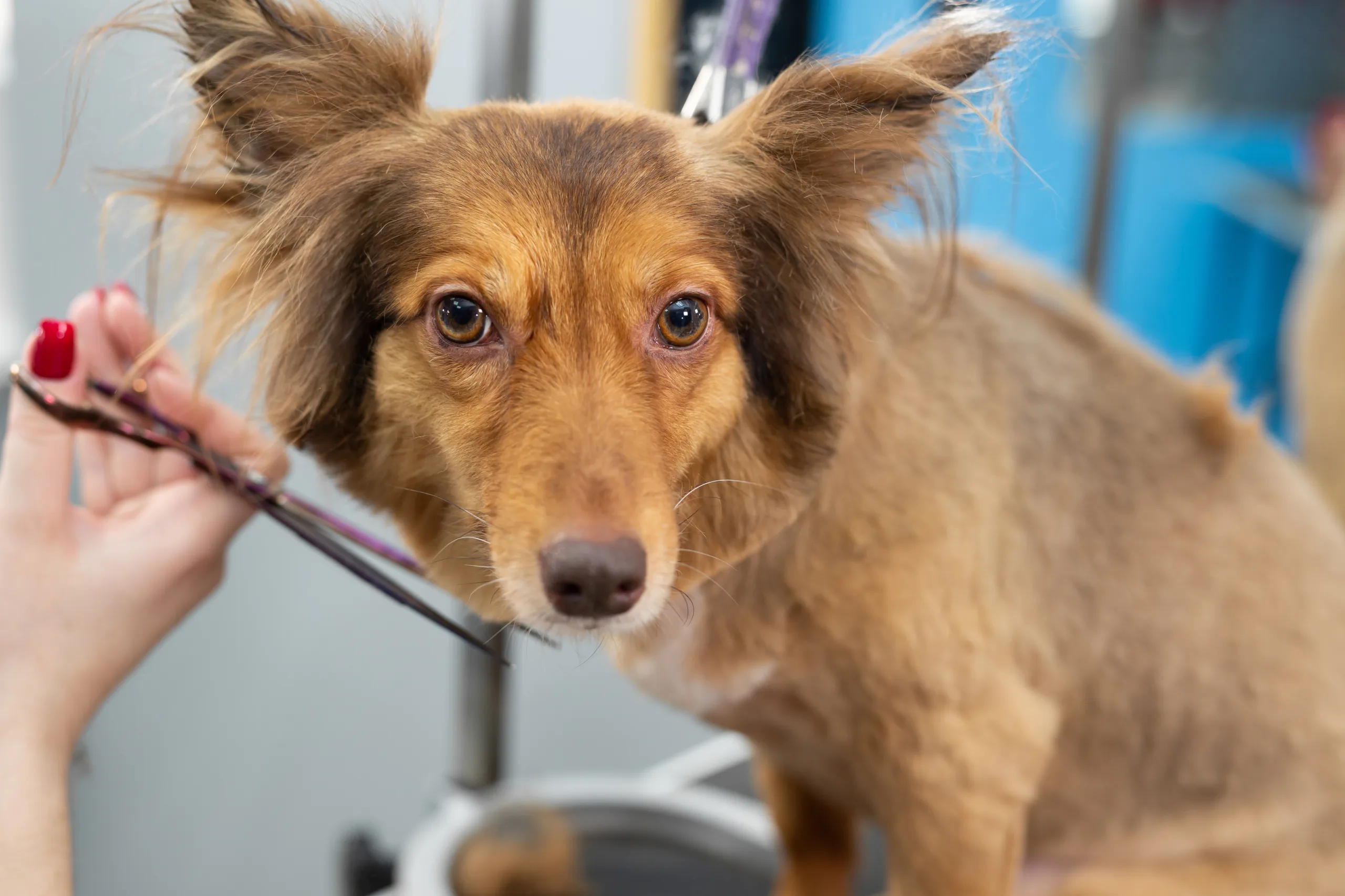 close up of a groomer trimming a dog with scissors 2023 11 27 04 56 02 utc scaled Todo lo que debes saber de Tijeras para la peluquería canina