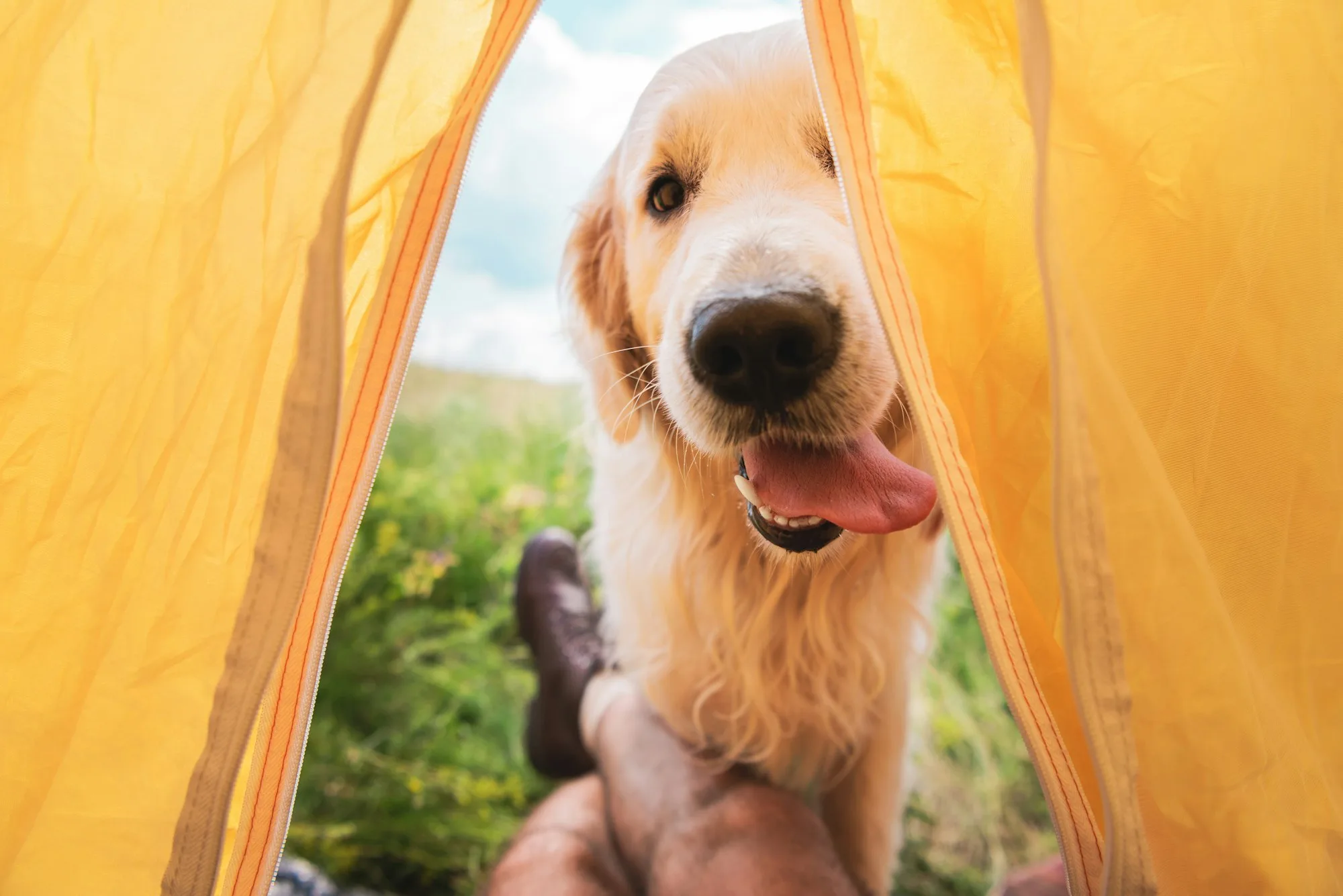 Golden retriever