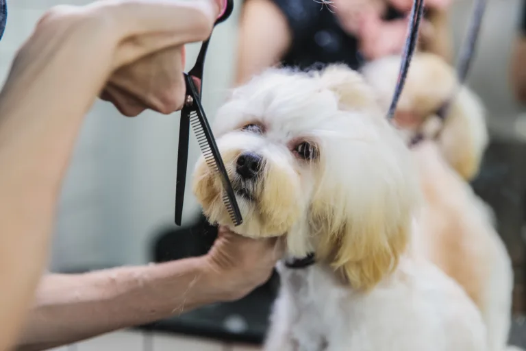 Riesgos laborales, estilismo canino, peluquería canina