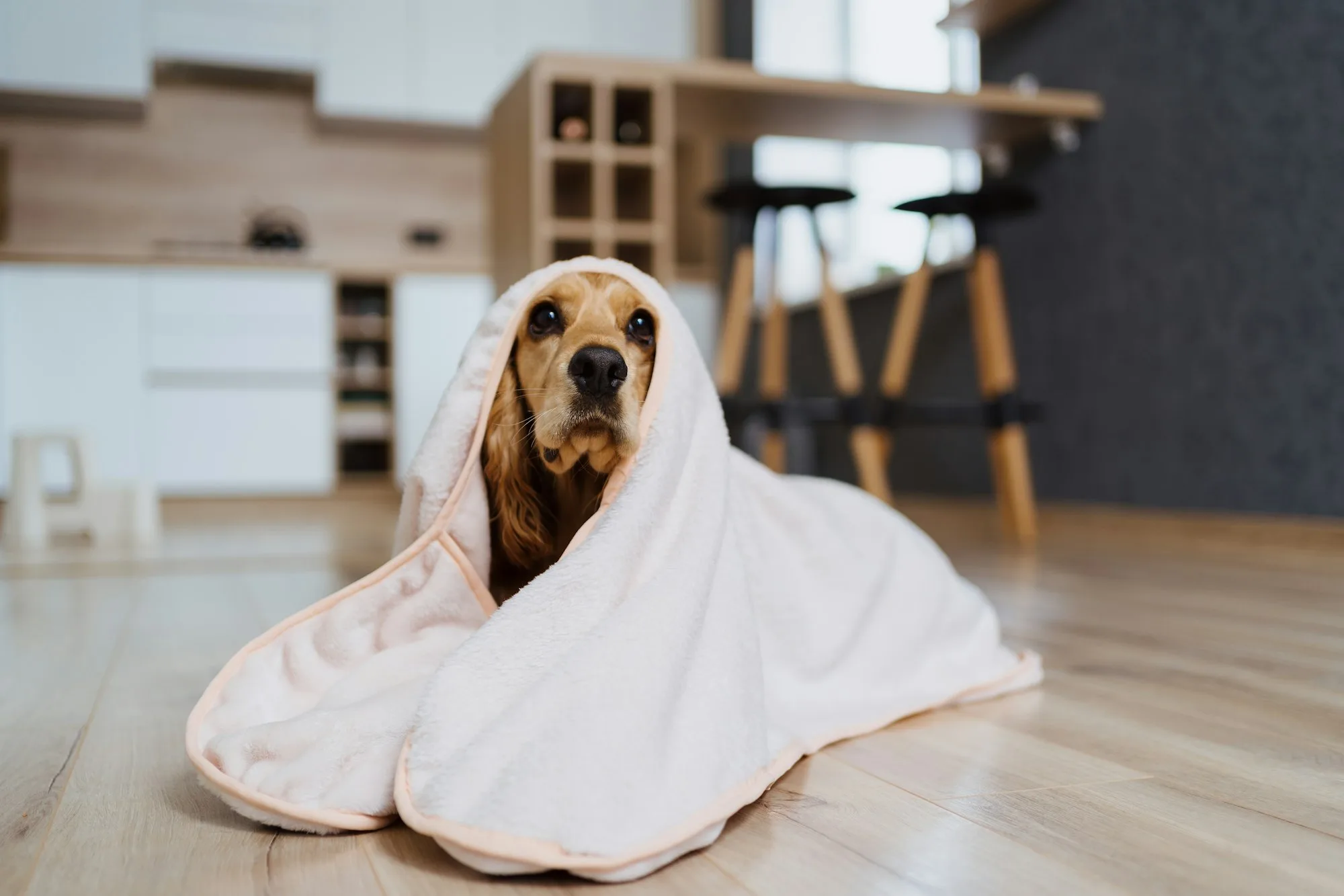 Cocker Spaniel 