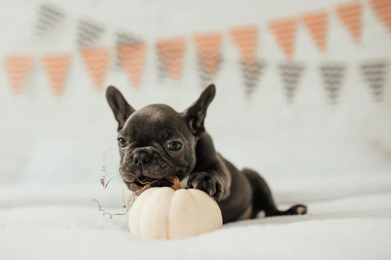Funny adorable cute blue french bulldog puppy with white pumpkin at Halloween holiday