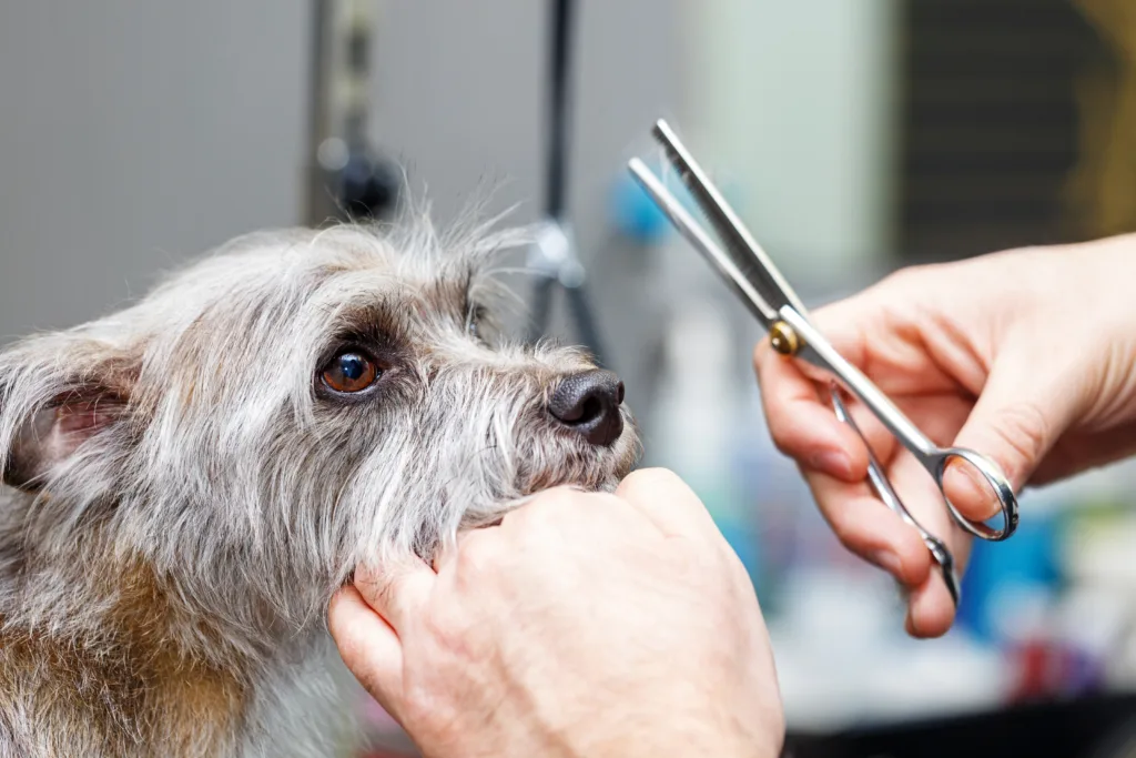 tijeras peluquería canina, tijeras de cortar pelo profesional, corte de pelo a tijera