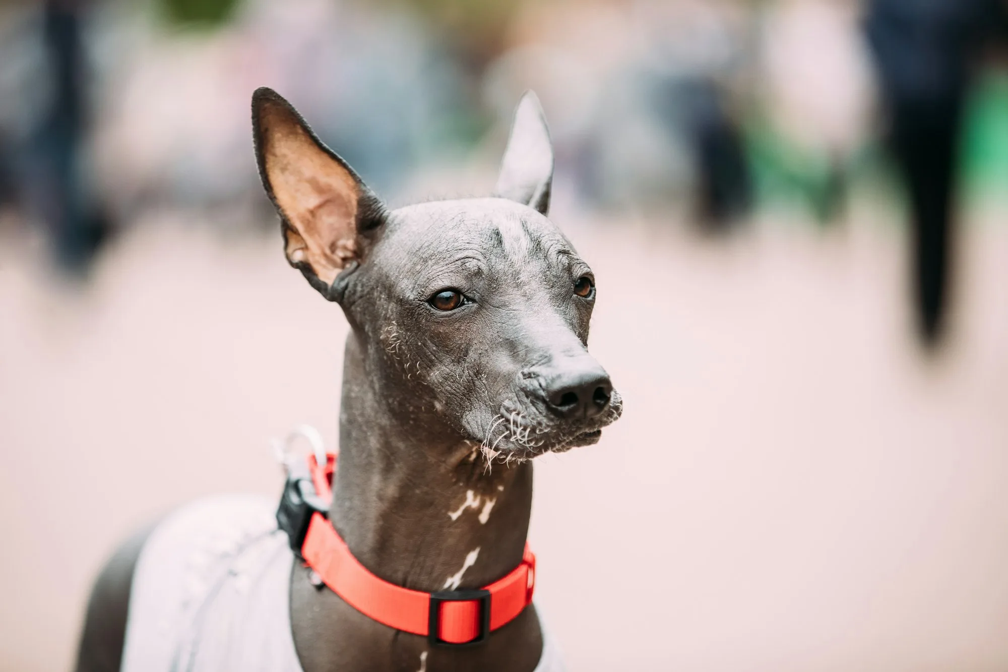 Mexican Hairless Dog In Outfit Playing In City Park. The Xoloitz