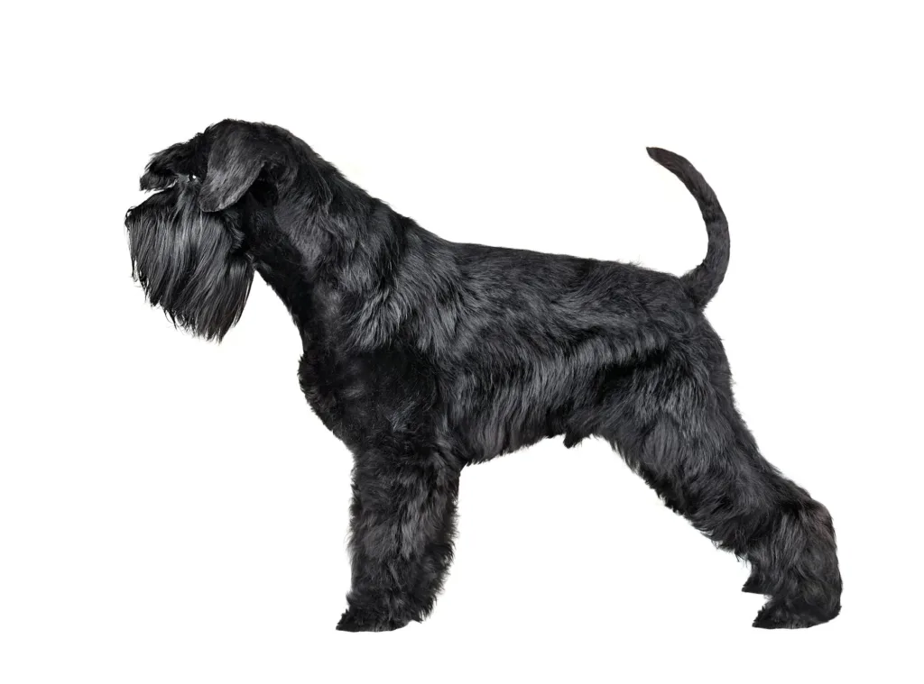 Corte estandar schnauzer