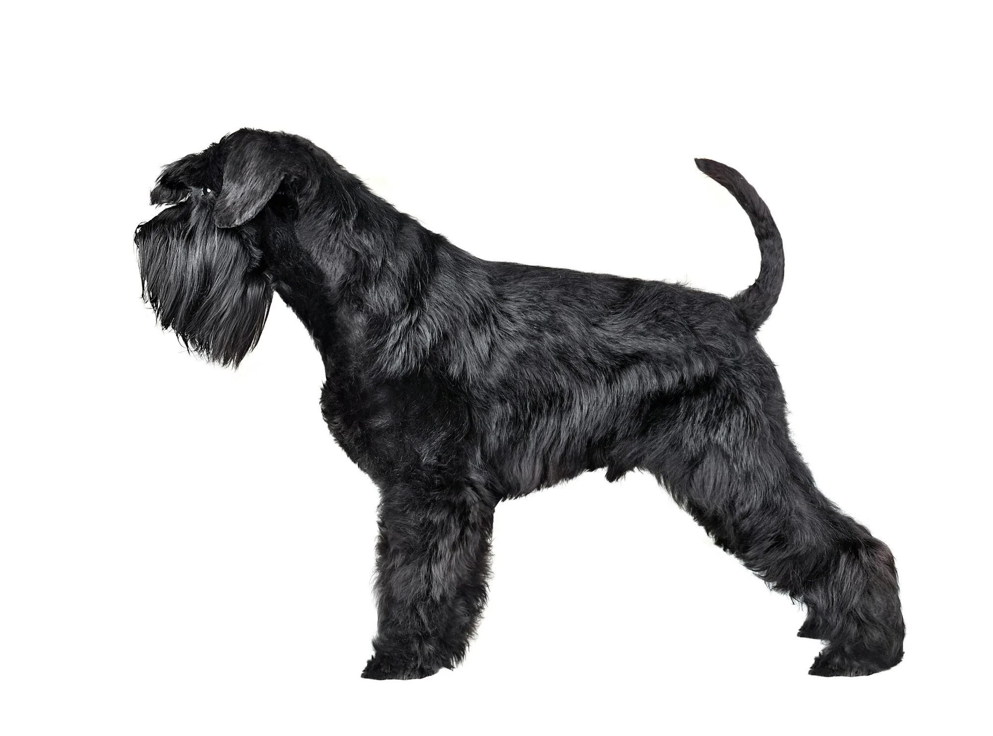 Miniature schnauzer dog