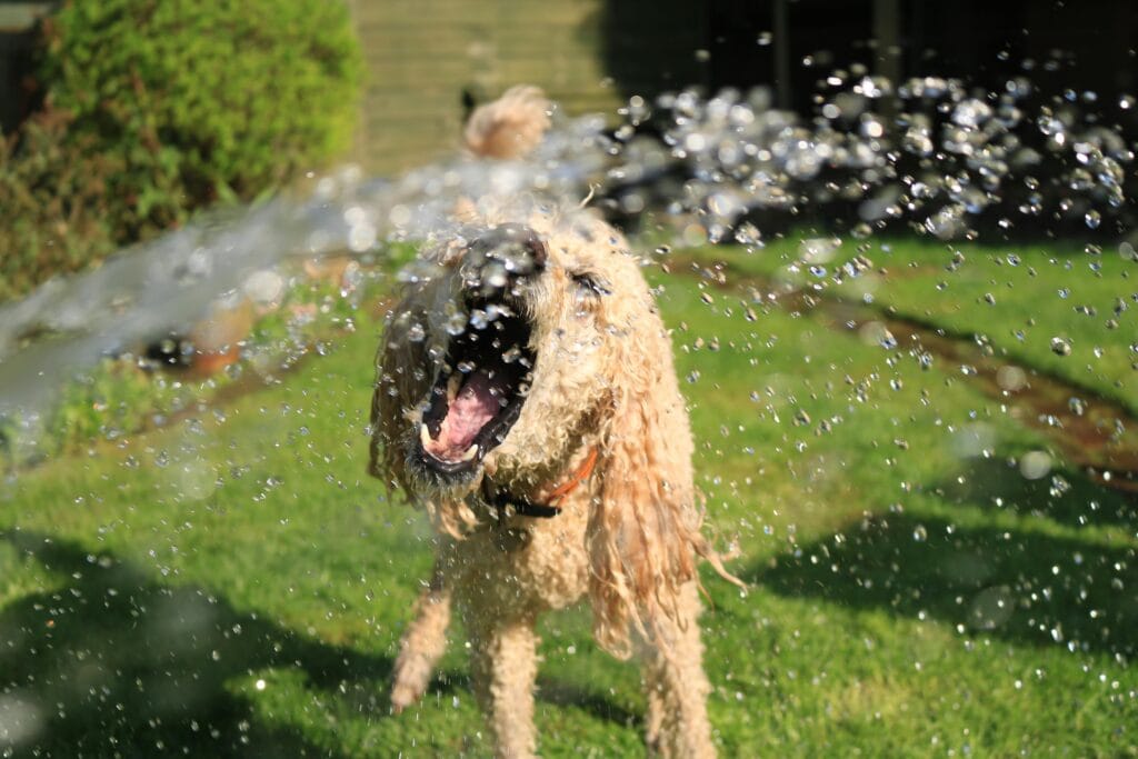 Caniche toy jugando con el agua en el jardín Caniche toy jugando con el agua en el jardín
