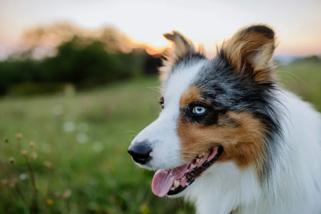 Portrait of border collie outdoor in a meadow.