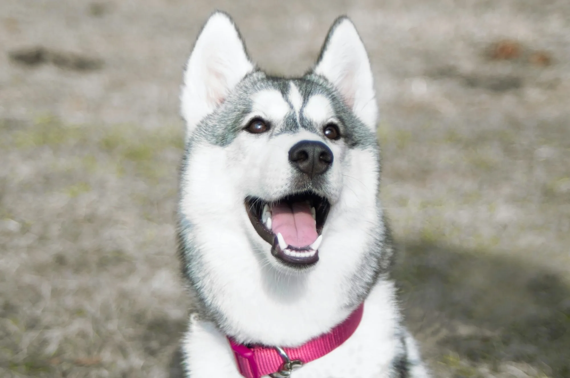 portrait of husky dog,