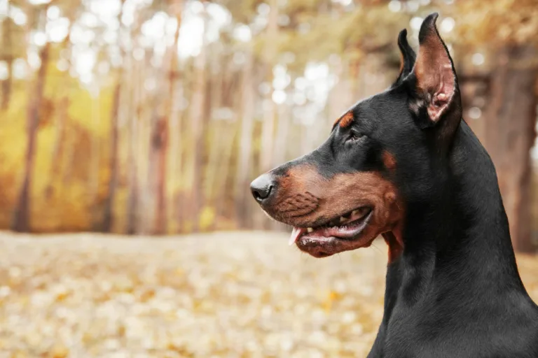 Powerful Doberman dog on an autumnal background, with leaves of gold and rust surrounding, exuding s