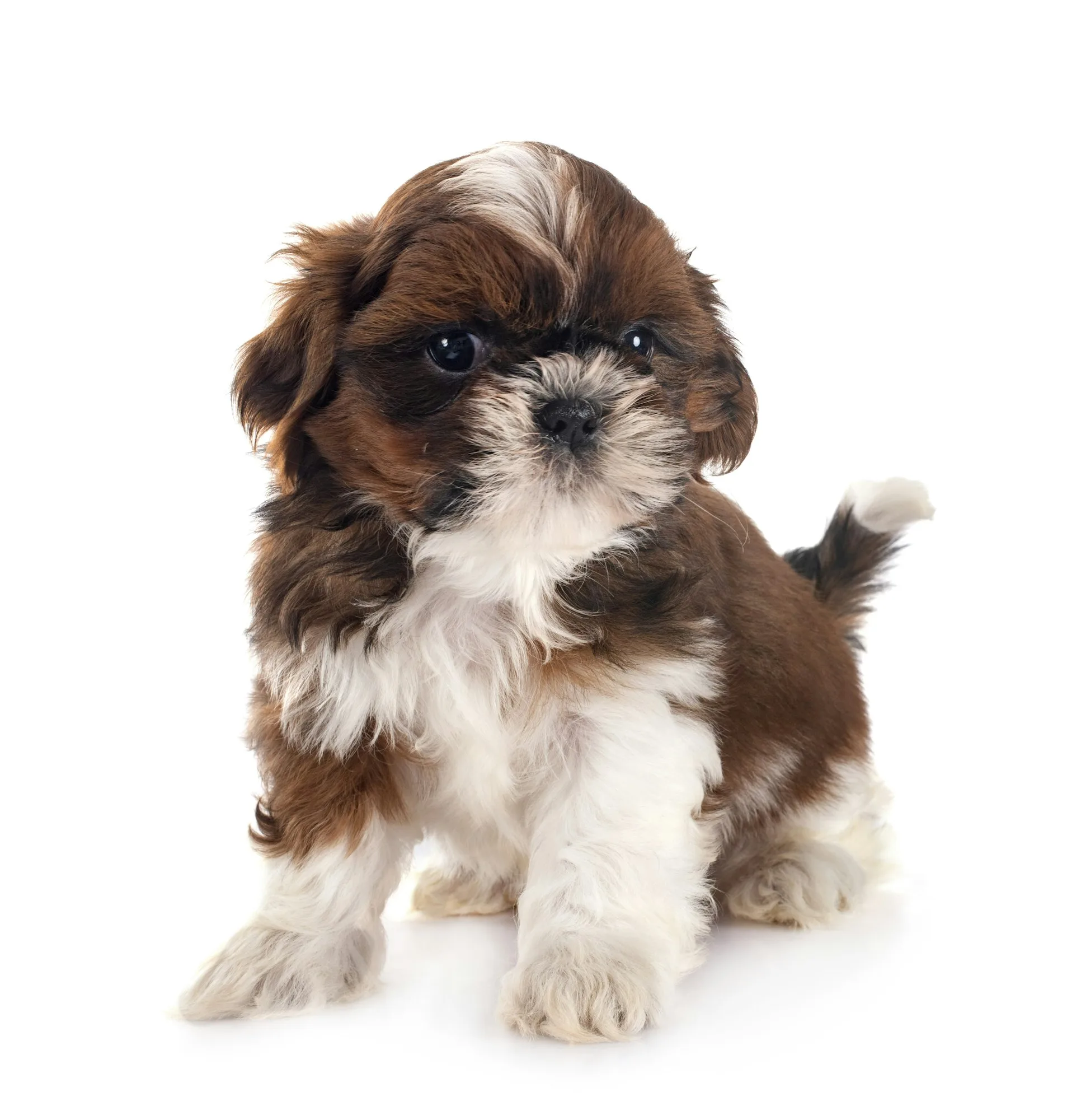 shih tzu