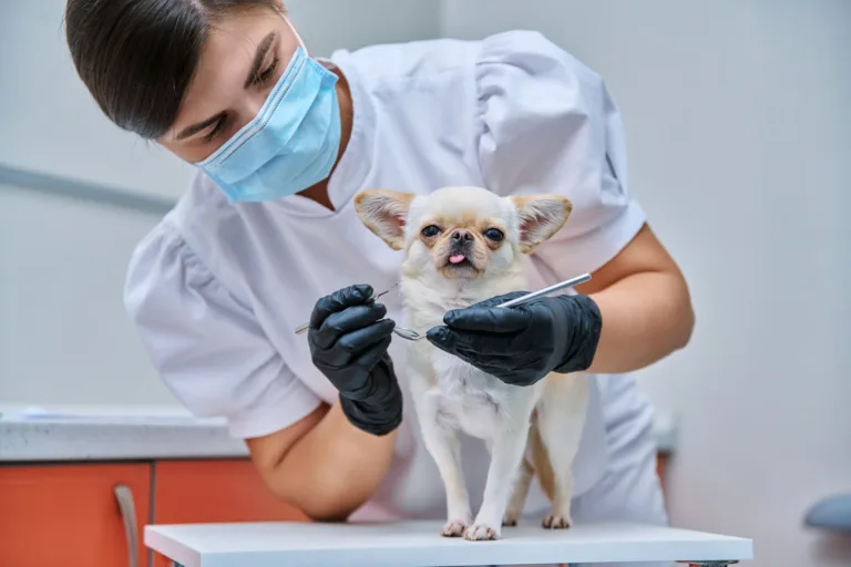 Chihuahua, Antes de la visita a la peluquería canina o la veterinaria