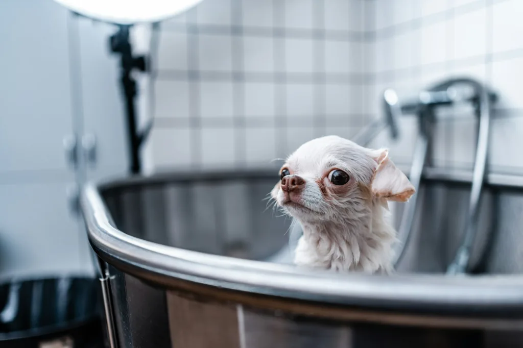 Chihuahua, como bañar a mi perro. ¿Cómo bañar a mi perro?cuidado del pelo con iv san bernard, Mejor Peluquería Canina peluquería canina cerca de mí, secar a un perro