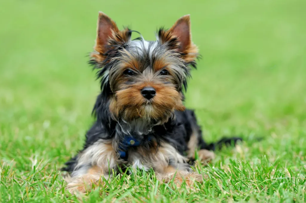 Yorkshire Terrier cachorro, un perro mini peludo con mucho carácter