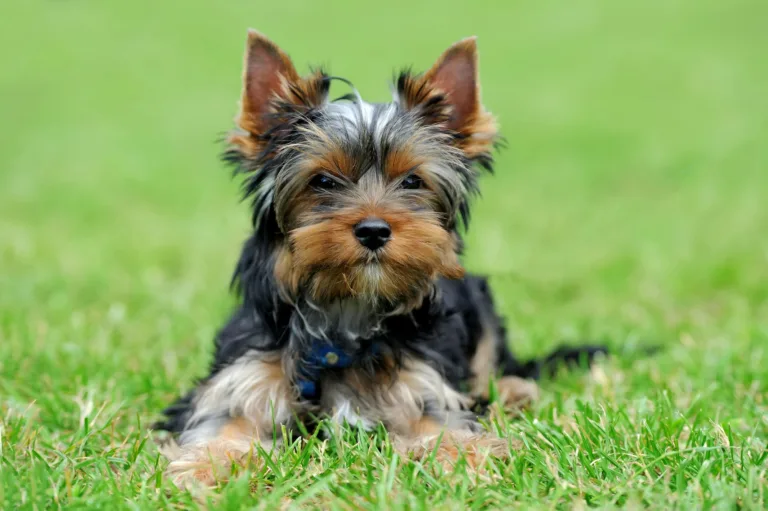 Yorkshire Terrier