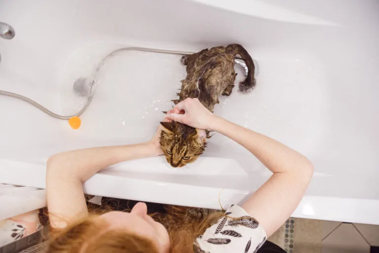 Bañar gato en casa, peluquería felina