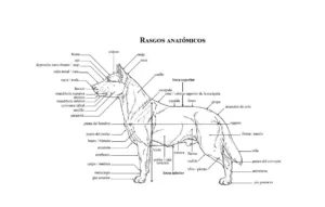 anatomia del perro