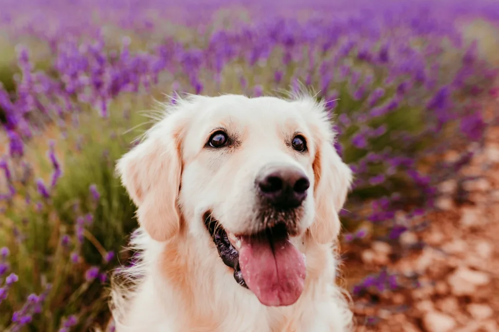 beautiful Golden Retriever dog in purple lavender field at sunset. Pets in nature and lifestyle