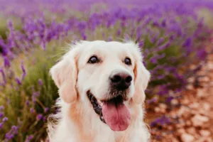 beautiful Golden Retriever dog in purple lavender field at sunset. Pets in nature and lifestyle