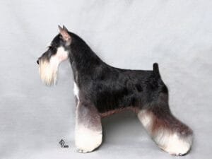 Anatomía y Morfología Canina Aplicada a la Peluquería Profesional 2 Schnauzer mini, corte de raza de exposición