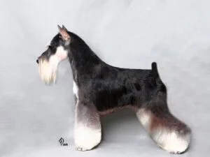Schnauzer mini, corte de raza de exposición