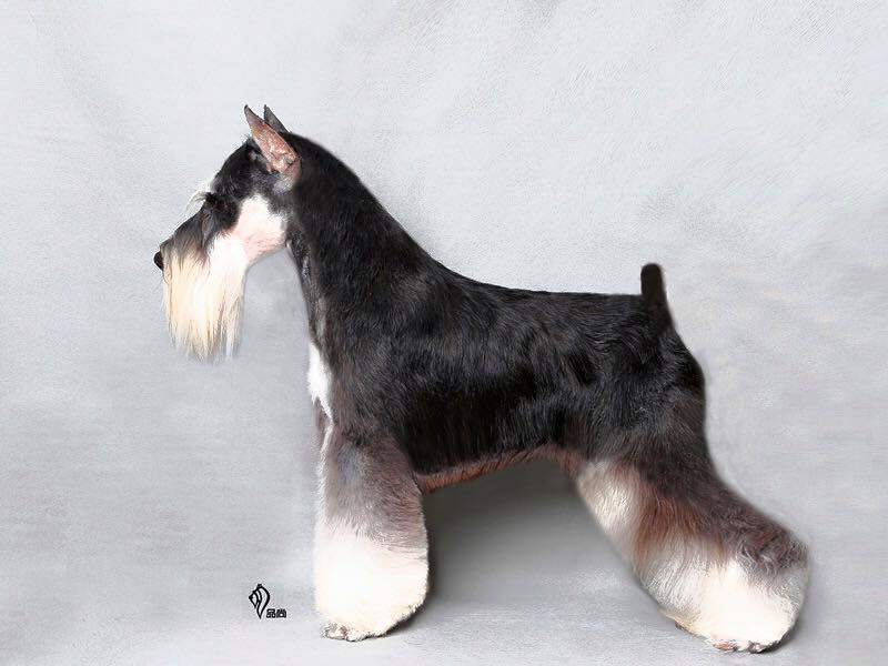 schnauzer mini, corte de raza