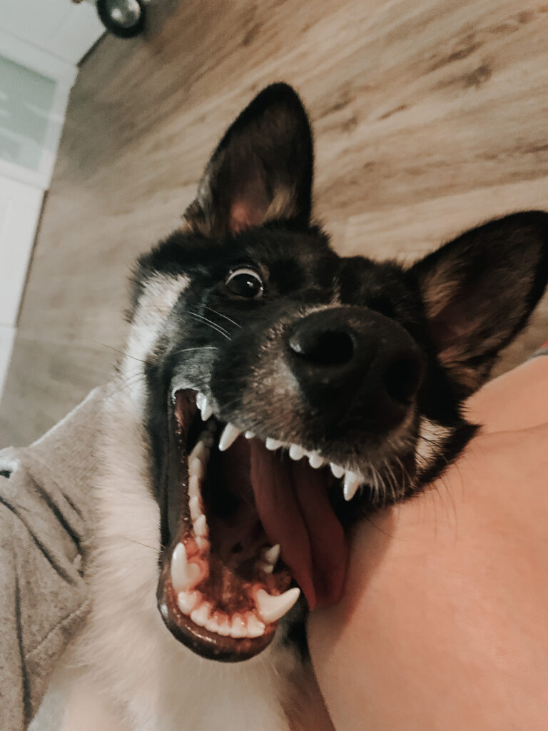 La Sonrisa del Perro, humanización de las conductas caninas