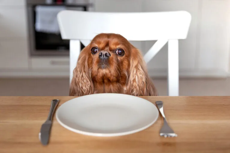 Nutrición Canina, Cavalier King Charles con su plato delante