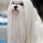 Bichón maltés, razas de perro de pelo largo