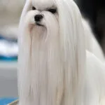 Bichón maltés, razas de perro de pelo largo con el pelo más largo y delicado
