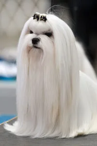 Bichón maltés, razas de perro de pelo largo