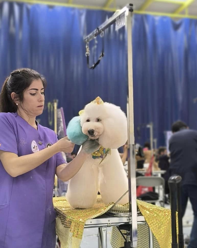 ¿Cómo aplicar color en los perros?