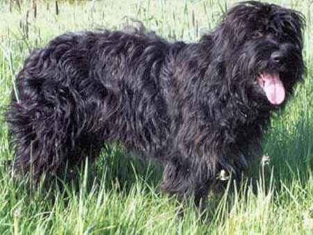 Cao de Serra de Aires600 Razas de perro de pelo largo