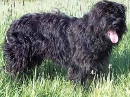 Perro de la Sierra de Aires en el bosque